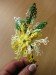 chryzantéma1a